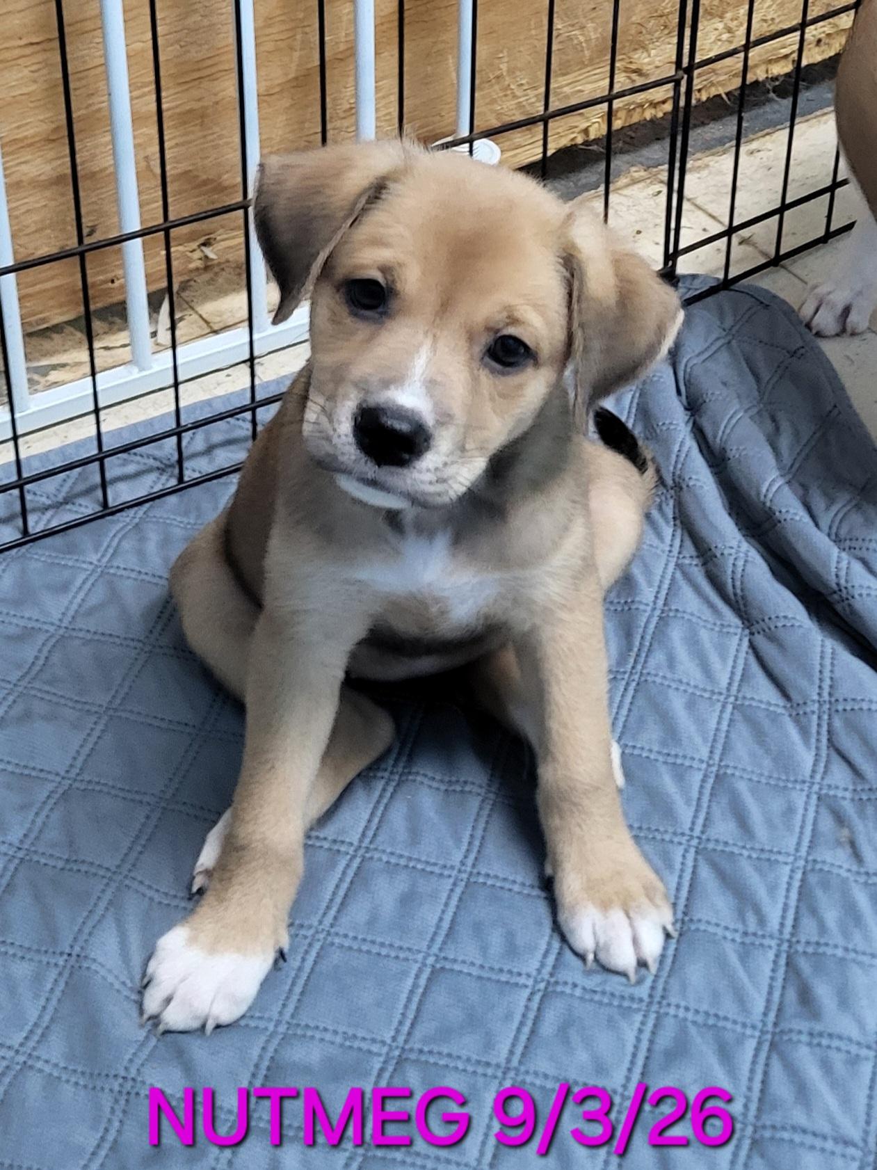 Enlarge Nutmeg, a Adoptable mixed breed in Sarasota, FL image 2/3