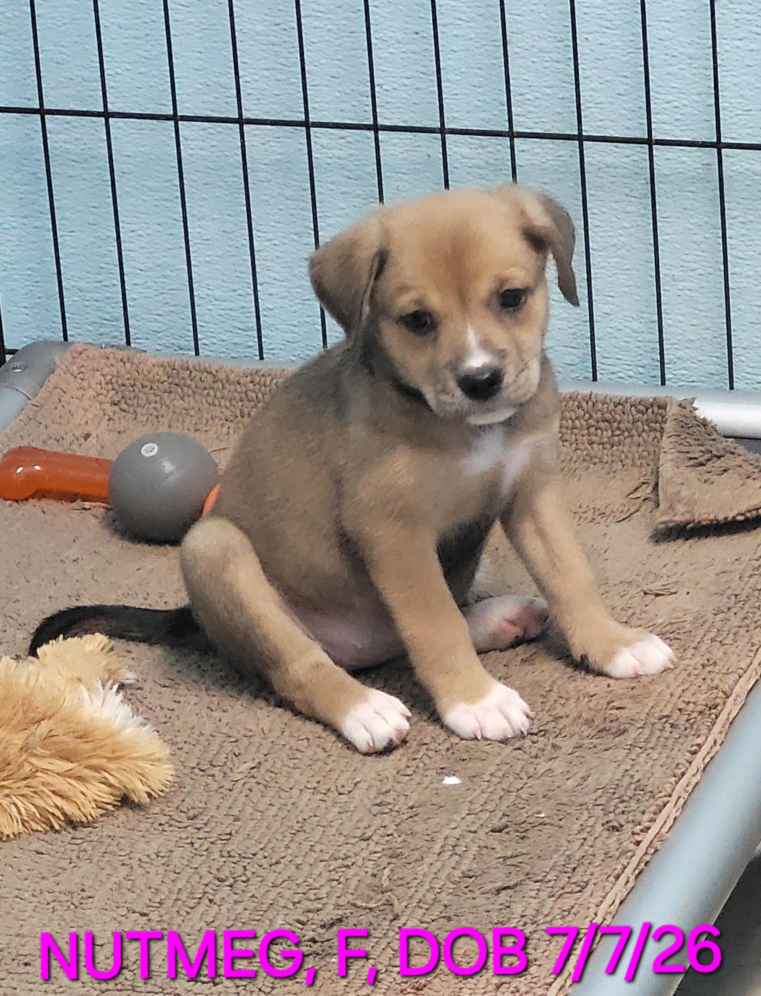 Enlarge Nutmeg, a Adoptable mixed breed in Sarasota, FL image 3/3