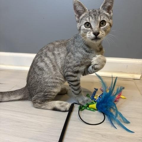 Enlarge Joey-The Perfect Family Kitten, a Adopted Tabby in Laurel, MD image 5/5