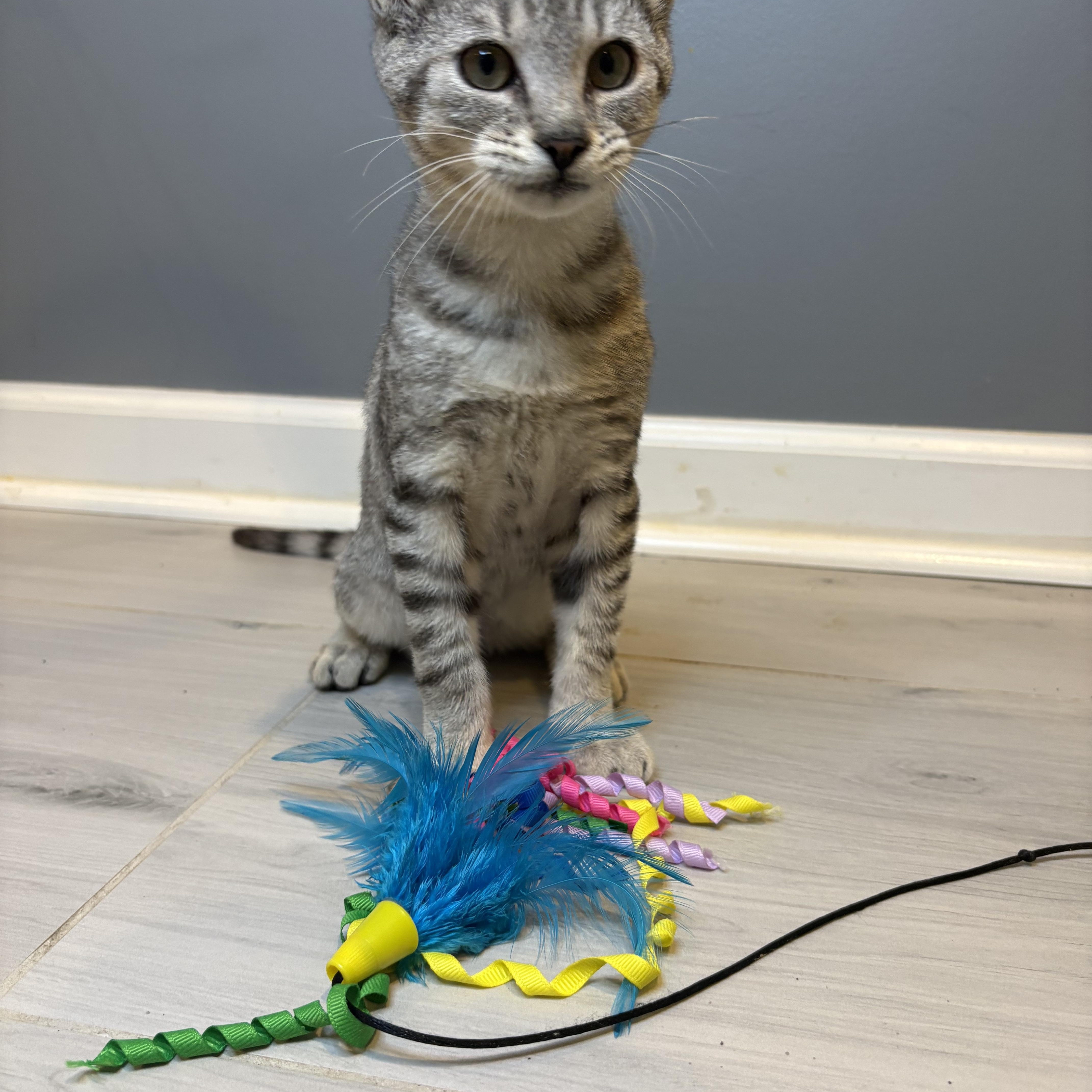 Enlarge Joey-The Perfect Family Kitten, a Adopted Tabby in Laurel, MD image 3/5