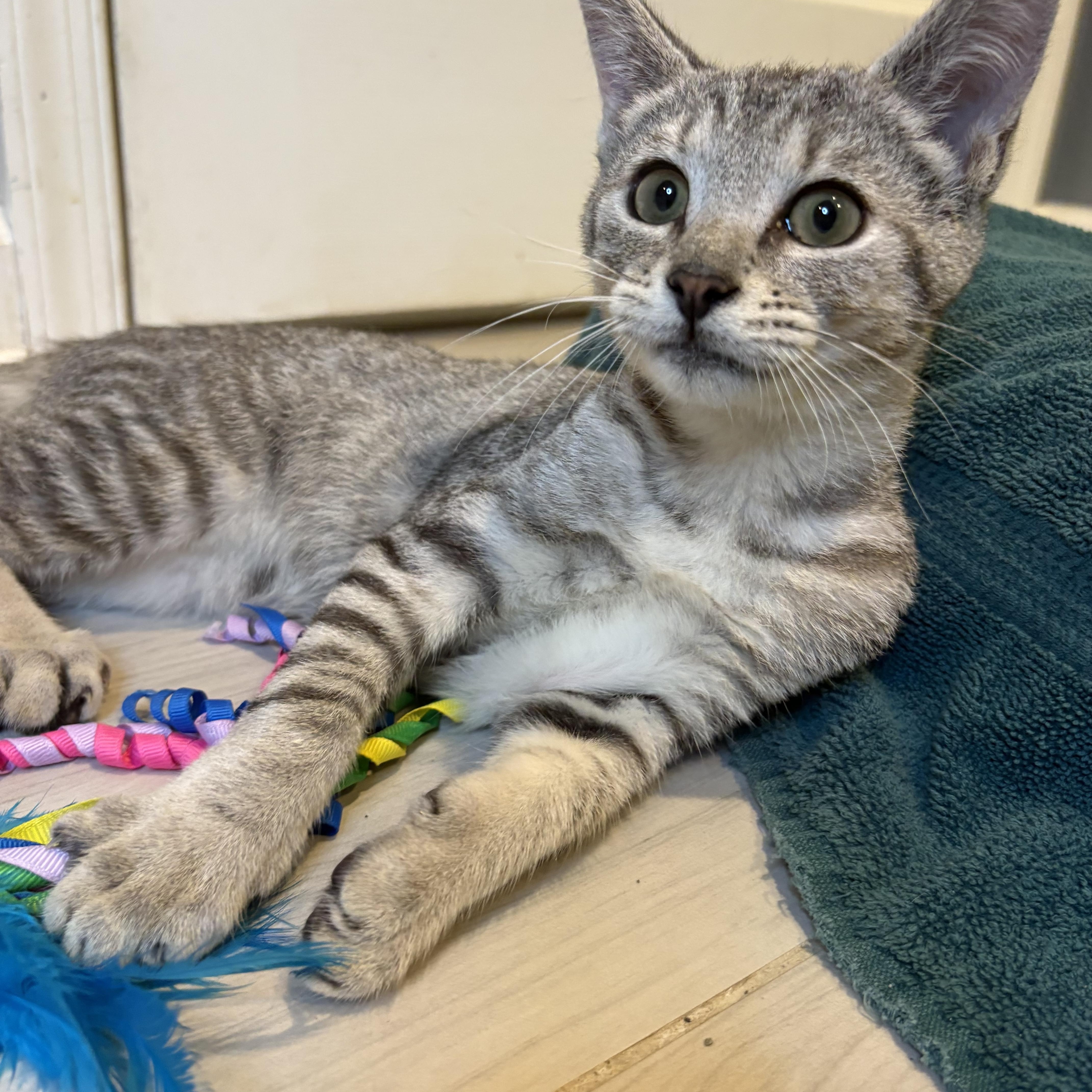 Enlarge Joey-The Perfect Family Kitten, a Adopted Tabby in Laurel, MD image 2/5