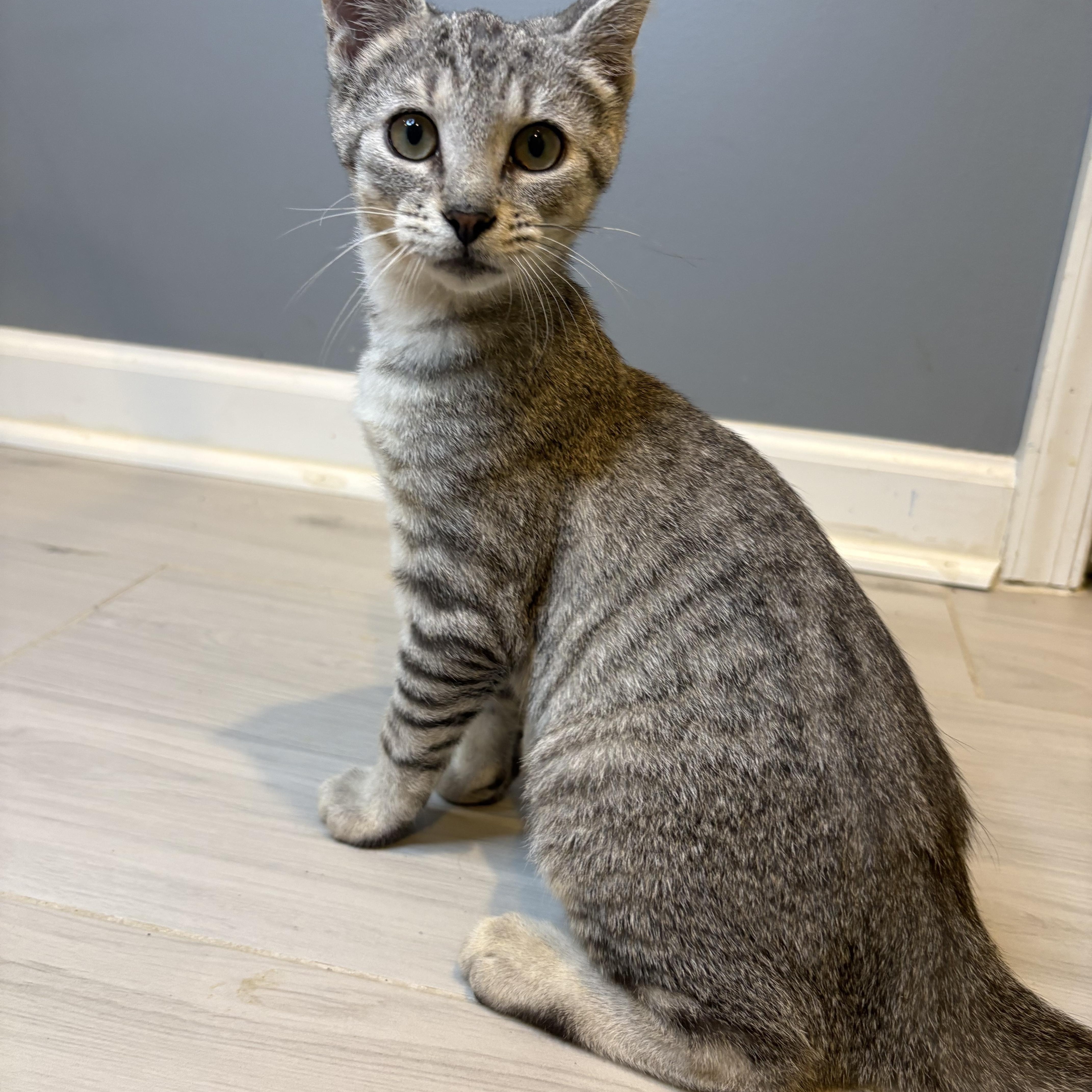 Enlarge Joey-The Perfect Family Kitten, a Adopted Tabby in Laurel, MD image 4/5