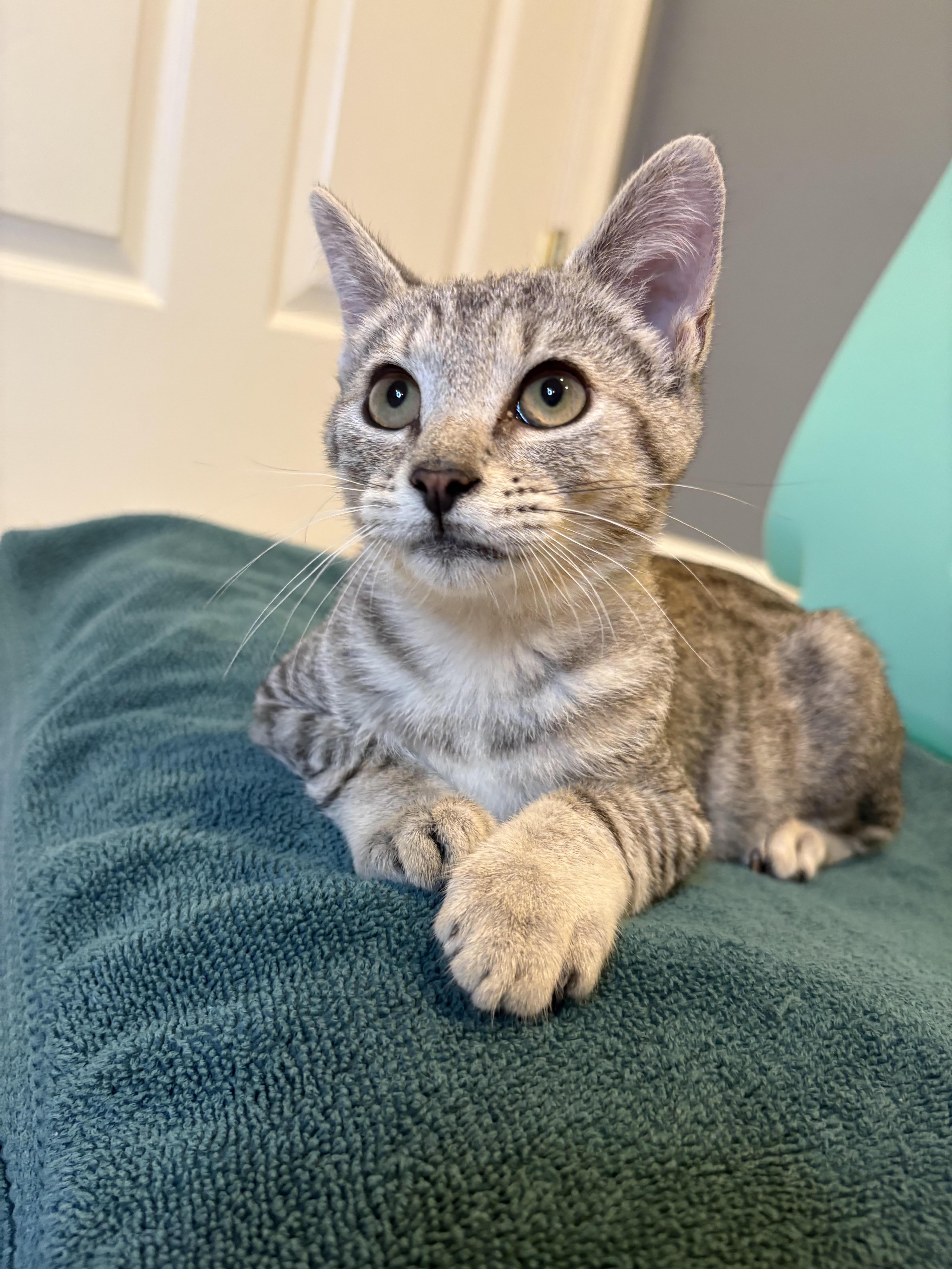 Joey-The Perfect Family Kitten, Adopted, Kitten Male Tabby.