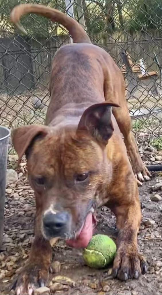 Edward, a Adoptable Boxer in Little Rock, AR image 2/5