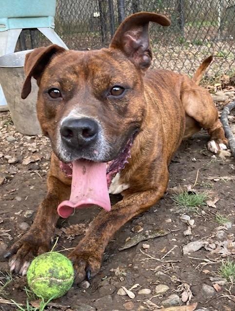Enlarge Edward, a Adoptable Boxer in Little Rock, AR image 3/5