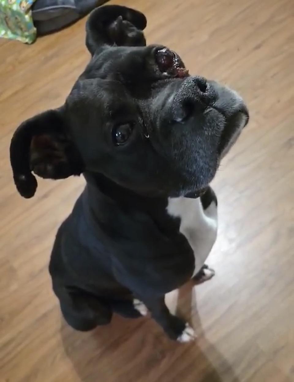 Dixie, Adoptable, Adult Female Boxer.