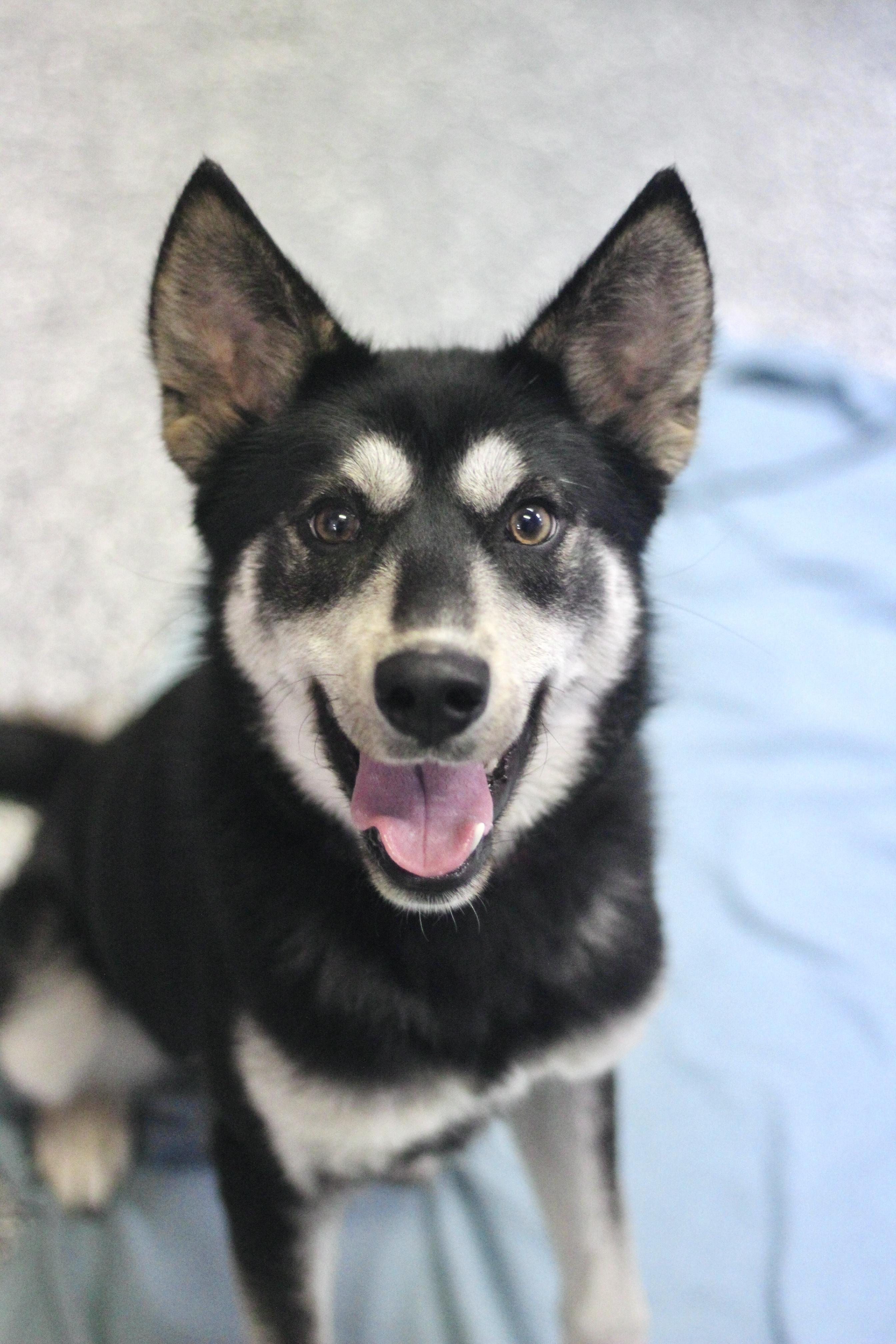 Reiner in NH! Come Meet our Adoptable Dogs Wednesday-Saturday. More info in Bio!, ADOPTABLE, Adult Male Husky.