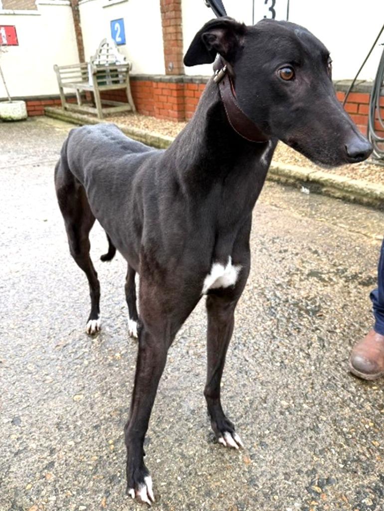Coolio, Adoptable, Adult Male Greyhound.