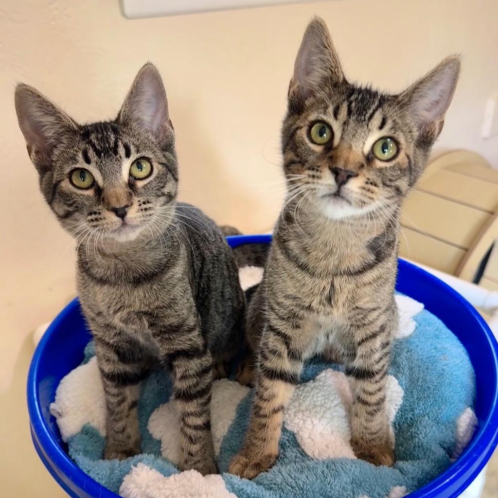 Jake, Adoptable, Kitten Male Domestic Short Hair.