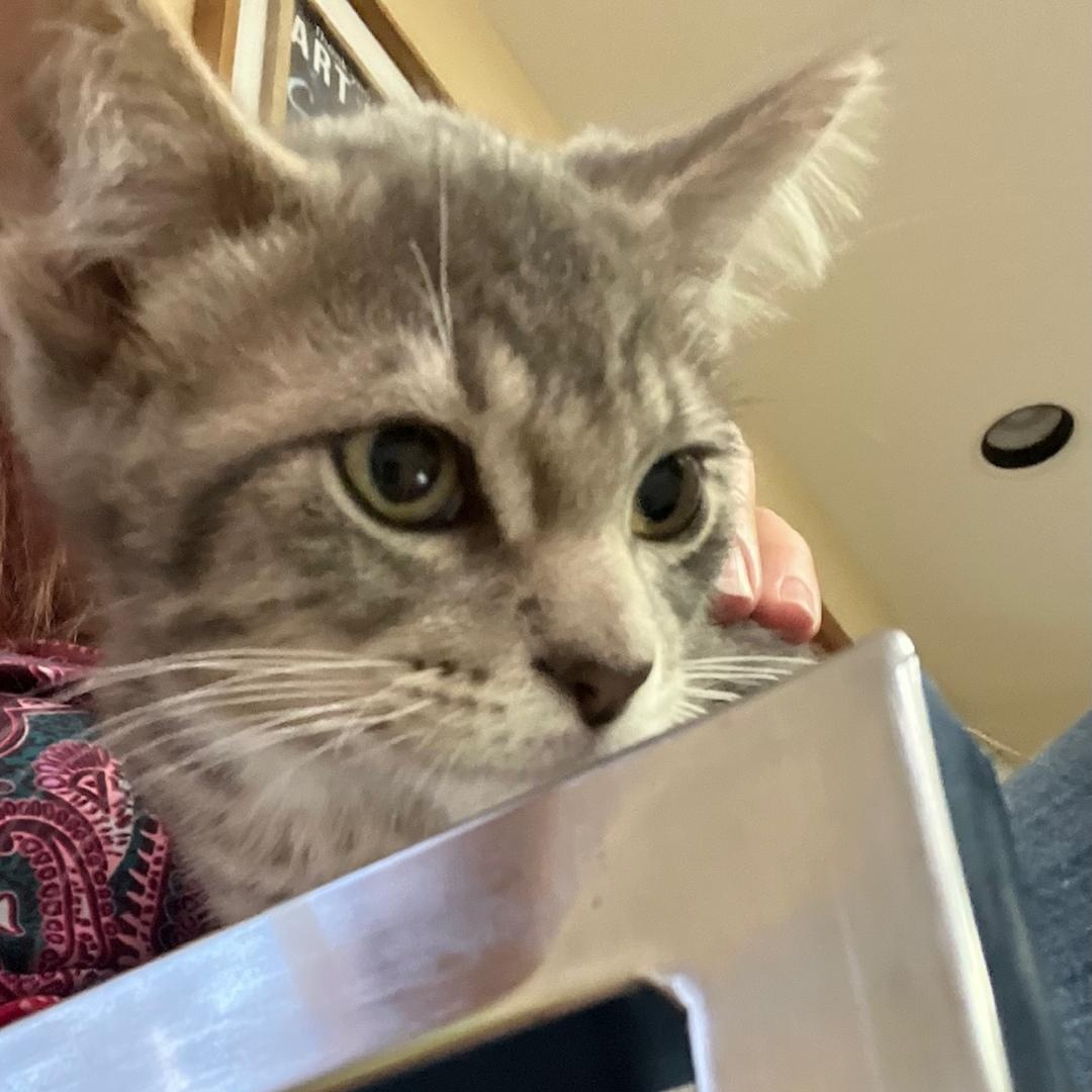 Knox, a Adoptable Domestic Short Hair in Kankakee, IL image 4/6