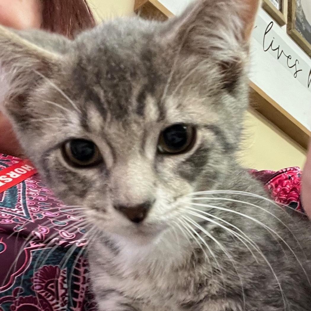 Knox, a Adoptable Domestic Short Hair in Kankakee, IL image 2/6