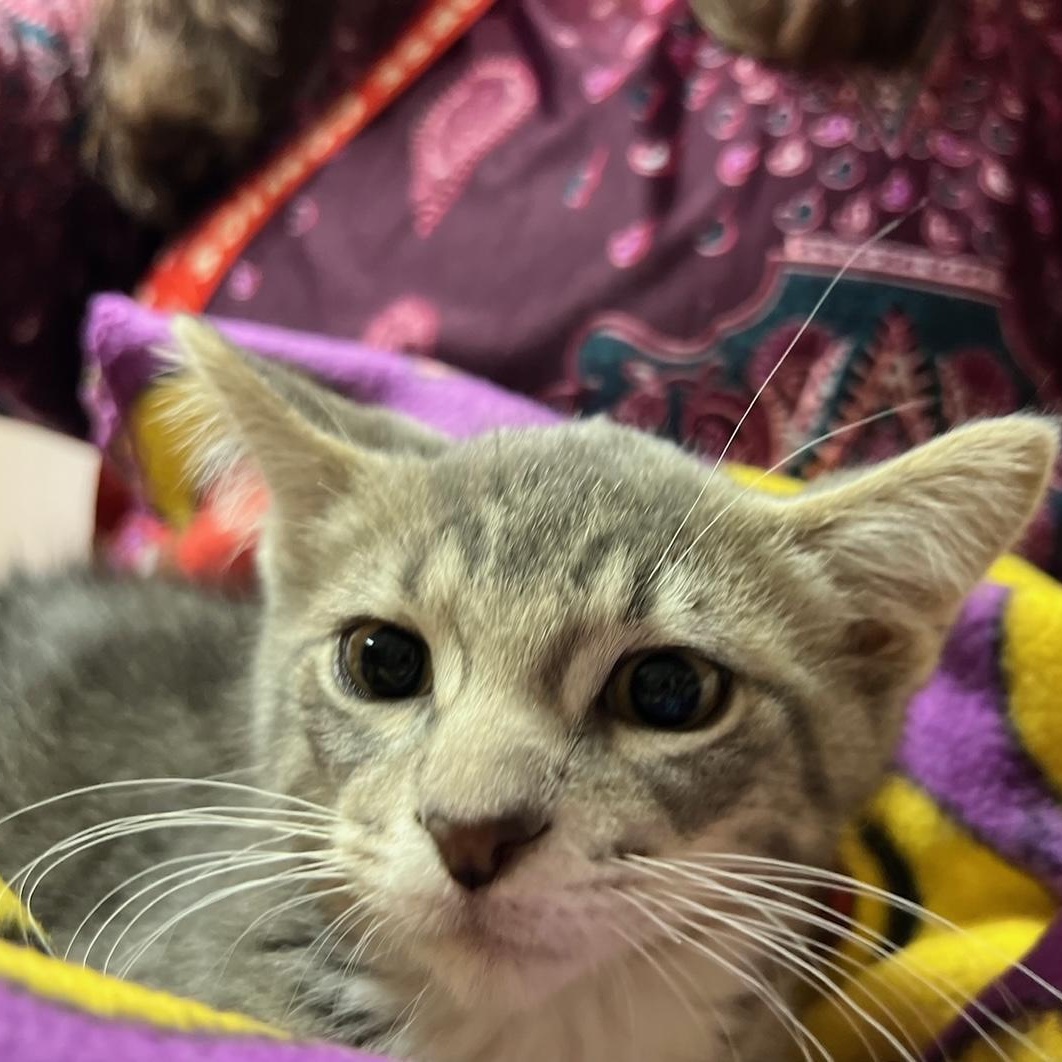 Knox, a Adoptable Domestic Short Hair in Kankakee, IL image 1/6