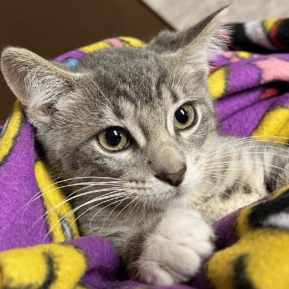 Knox, a Adoptable Domestic Short Hair in Kankakee, IL image 6/6