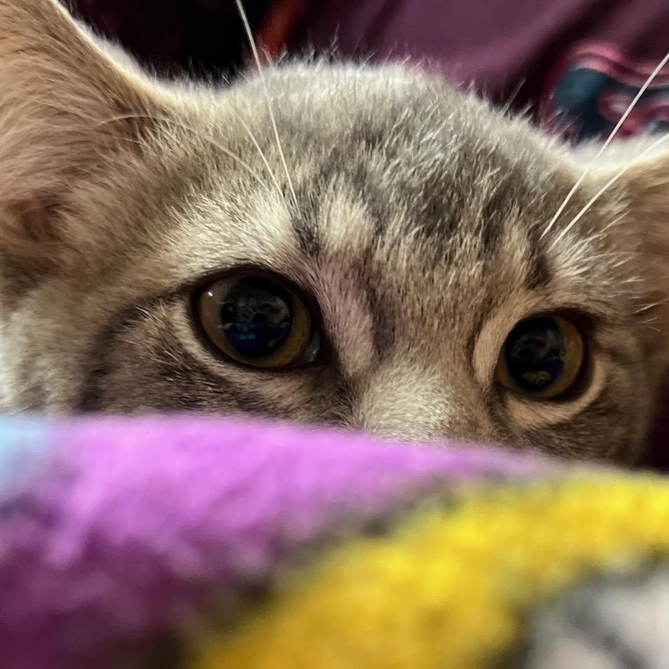 Knox, a Adoptable Domestic Short Hair in Kankakee, IL image 3/6