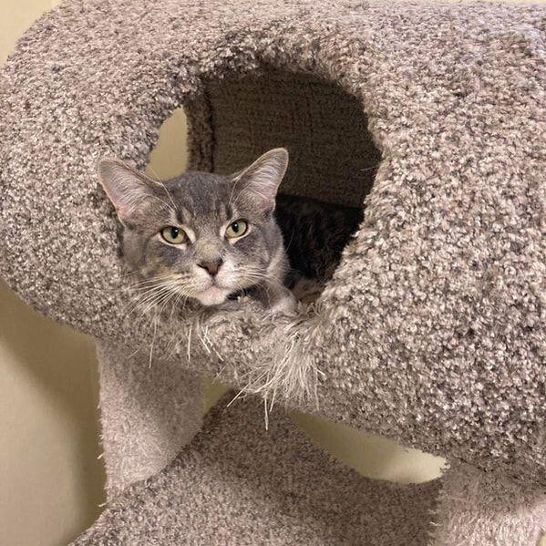 Enlarge Knox, a Adoptable Domestic Short Hair in Kankakee, IL image 1/3