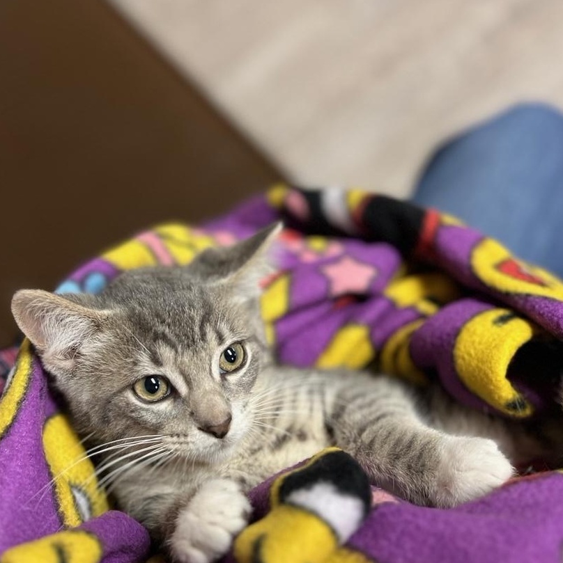 Knox, a Adoptable Domestic Short Hair in Kankakee, IL image 5/6