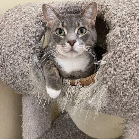 Enlarge Knox, a Adoptable Domestic Short Hair in Kankakee, IL image 2/3