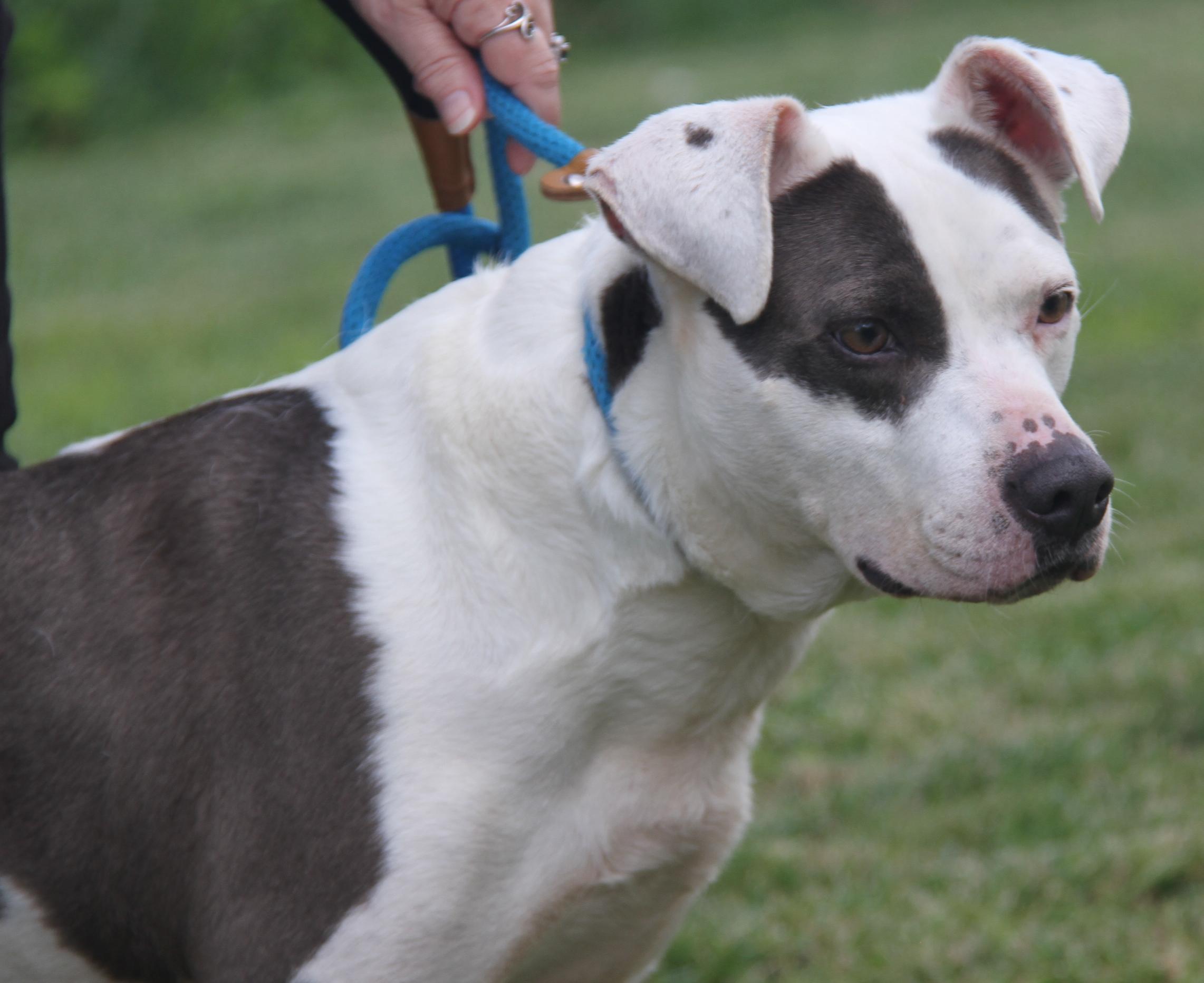Athena (Spayed) (Special Needs: Deaf/Hearing-Impaired) (Photos 6/15/2025)