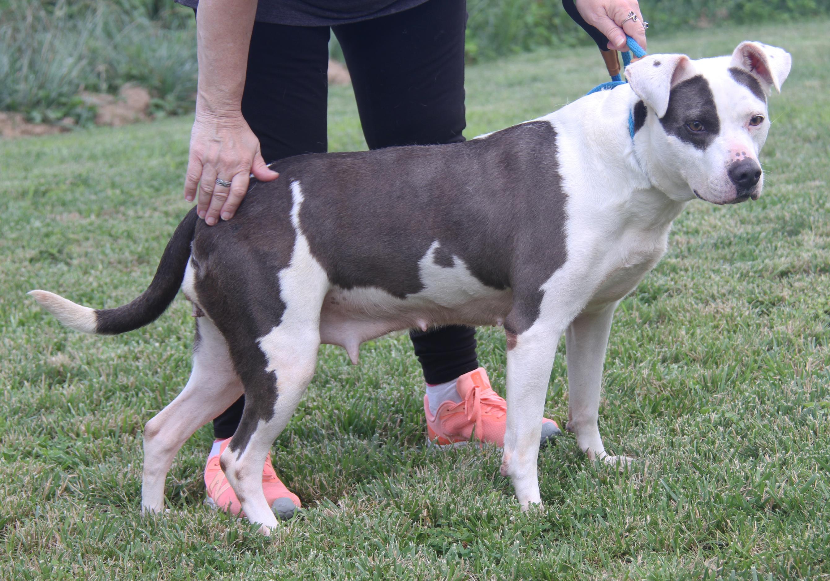 Athena (Spayed) (Special Needs: Deaf/Hearing-Impaired) (Photos 6/15/2025)