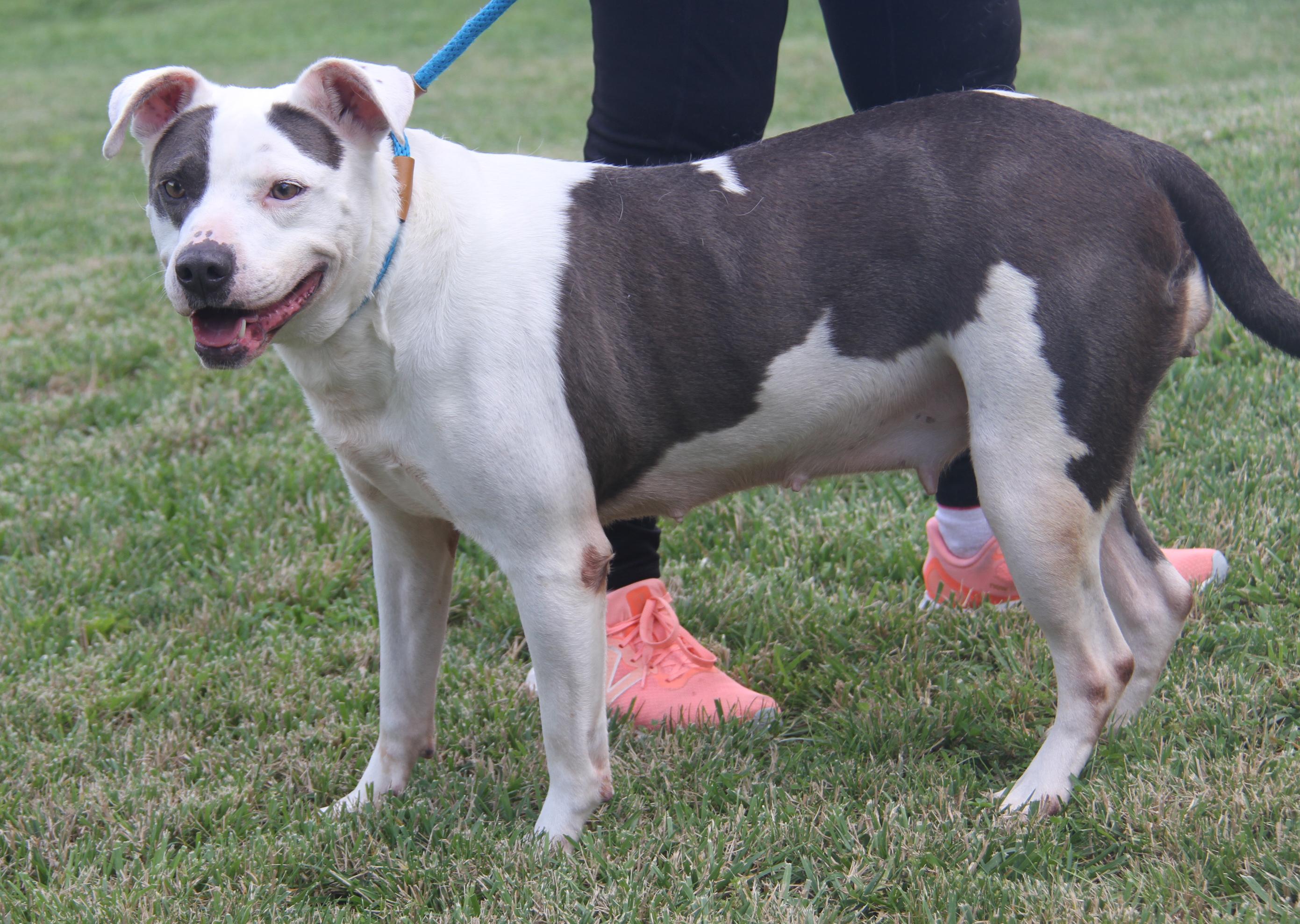 Athena (Spayed) (Special Needs: Deaf/Hearing-Impaired) (Photos 6/15/2025)