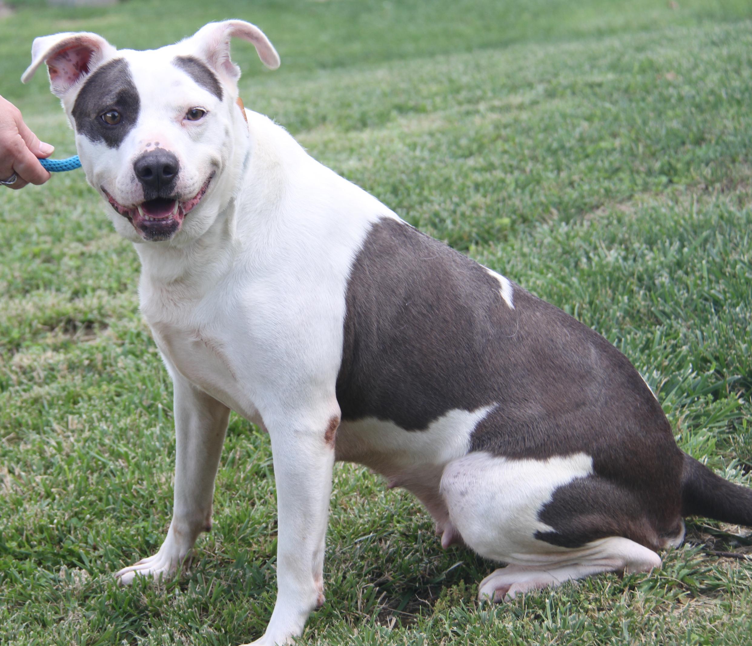 Athena (Spayed) (Special Needs: Deaf/Hearing-Impaired) (Photos 6/15/2025)