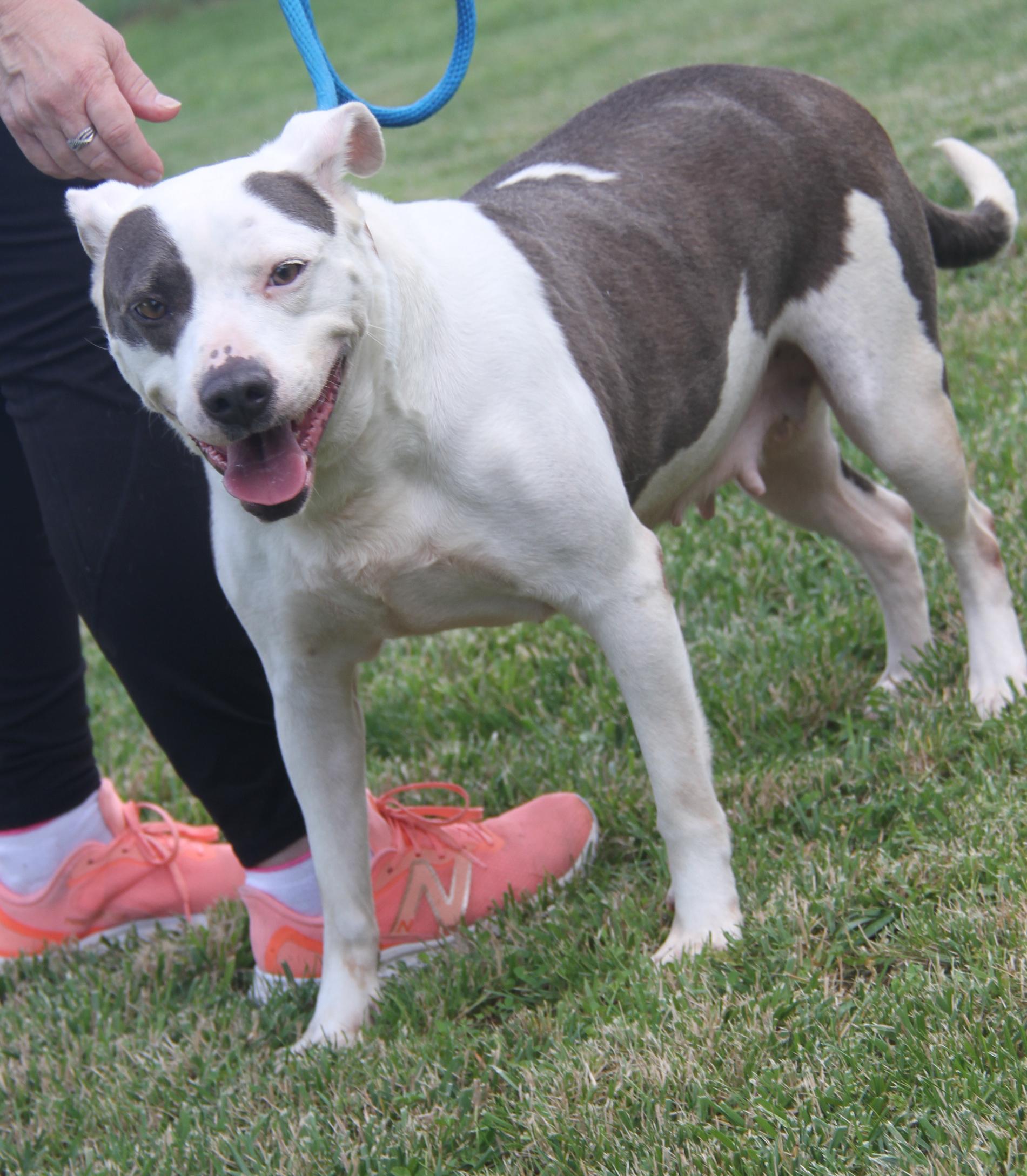 Athena (Spayed) (Special Needs: Deaf/Hearing-Impaired) (Photos 6/15/2025)