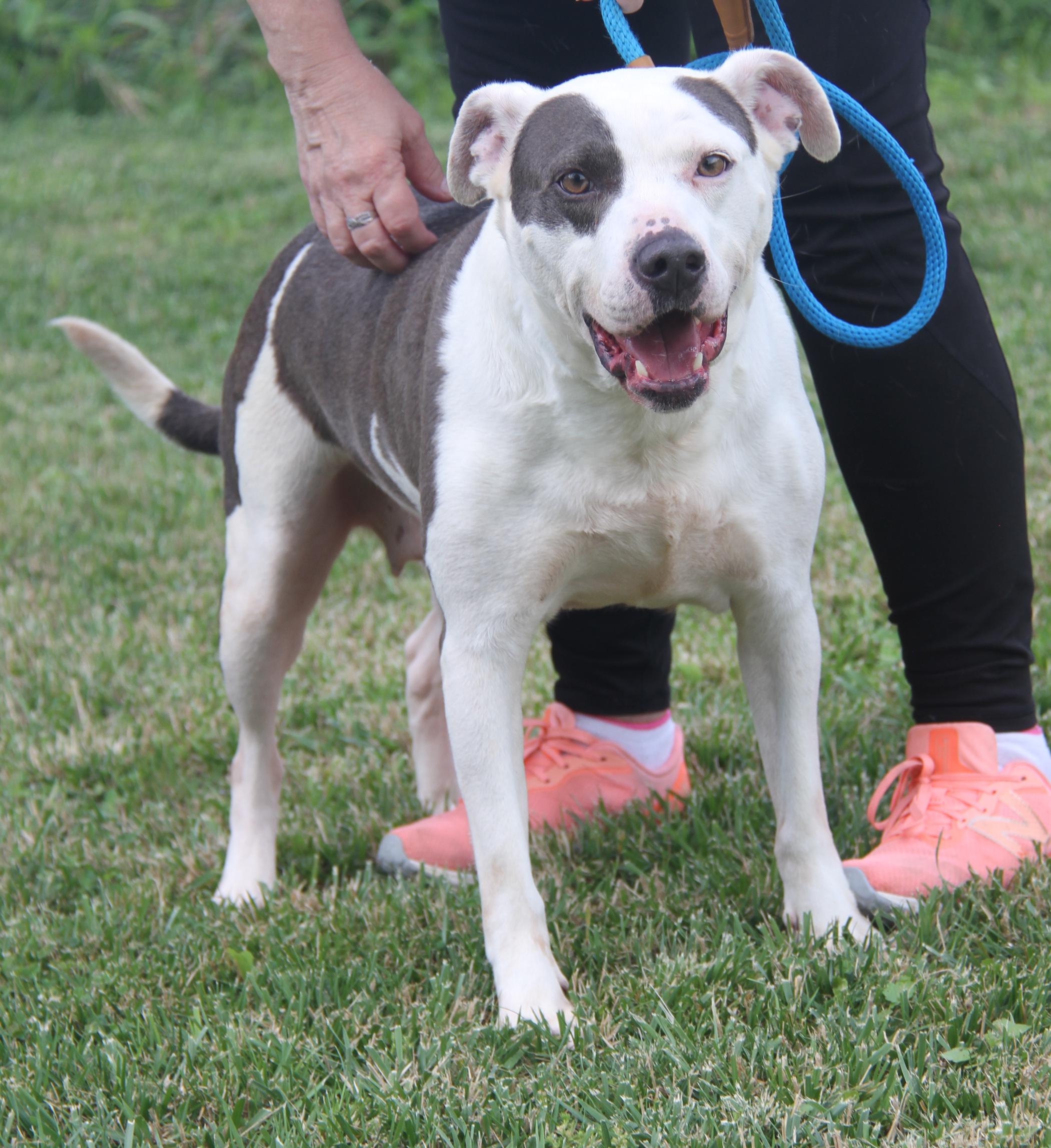 Athena (Spayed) (Special Needs: Deaf/Hearing-Impaired) (Photos 6/15/2025)