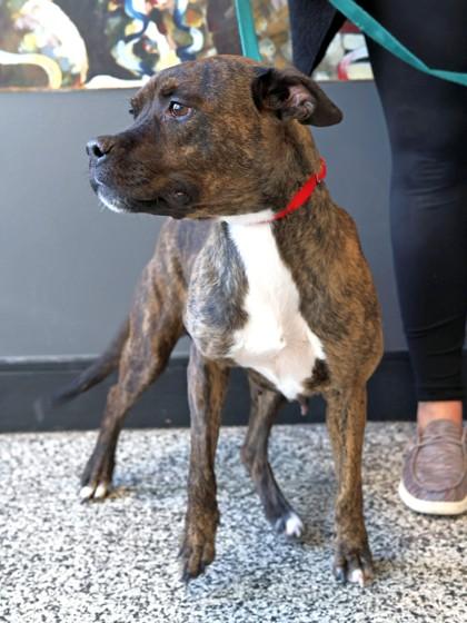 Barbecue — thumbnail 3