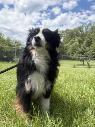 Enlarge Pepper, an adopted mixed breed in Mishawaka, IN image 4/5