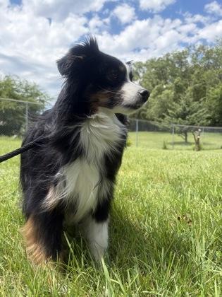 Enlarge Pepper, an adopted mixed breed in Mishawaka, IN image 5/5