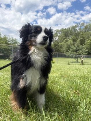 Enlarge Pepper, an adopted mixed breed in Mishawaka, IN image 2/5