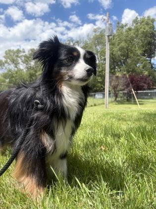 Enlarge Pepper, an adopted mixed breed in Mishawaka, IN image 3/5