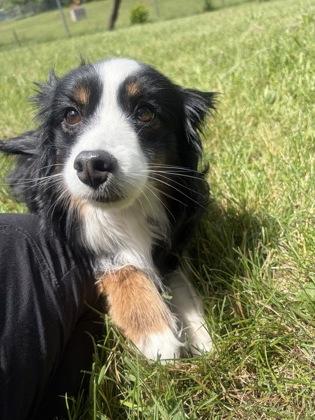 Pepper, adopted, Adult Female Australian Shepherd.