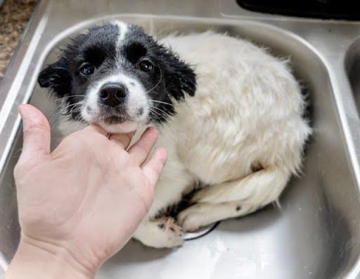 Josie, a Adopted Border Collie in Chapel Hill, NC image 4/5