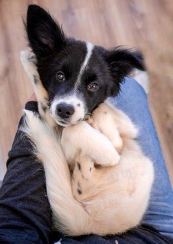 Josie, a Adopted Border Collie in Chapel Hill, NC image 5/5