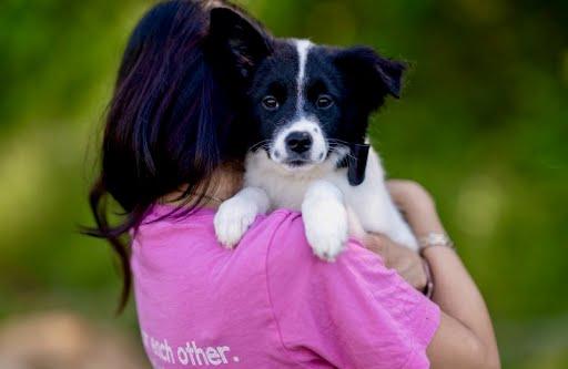 Josie, a Adopted Border Collie in Chapel Hill, NC image 2/5