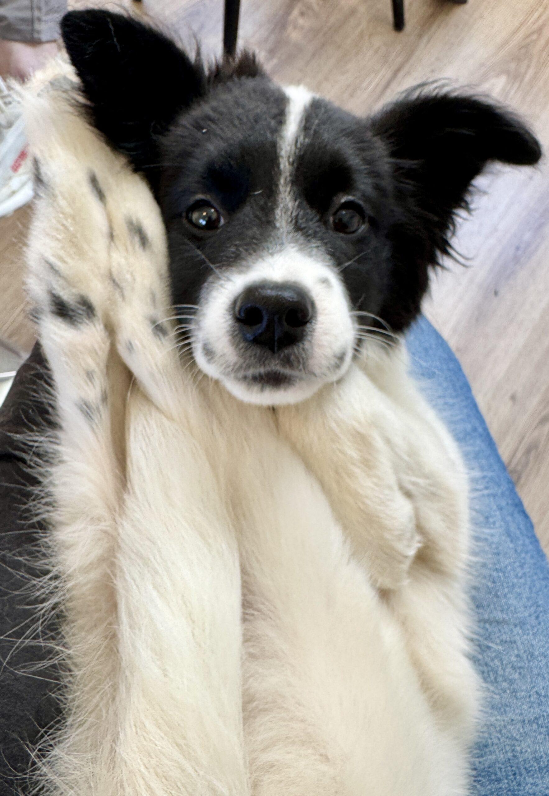 Josie, a Adopted Border Collie in Chapel Hill, NC image 3/5