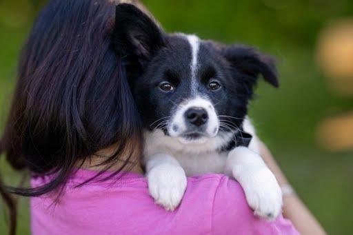 Josie, a Adopted Border Collie in Chapel Hill, NC image 1/5
