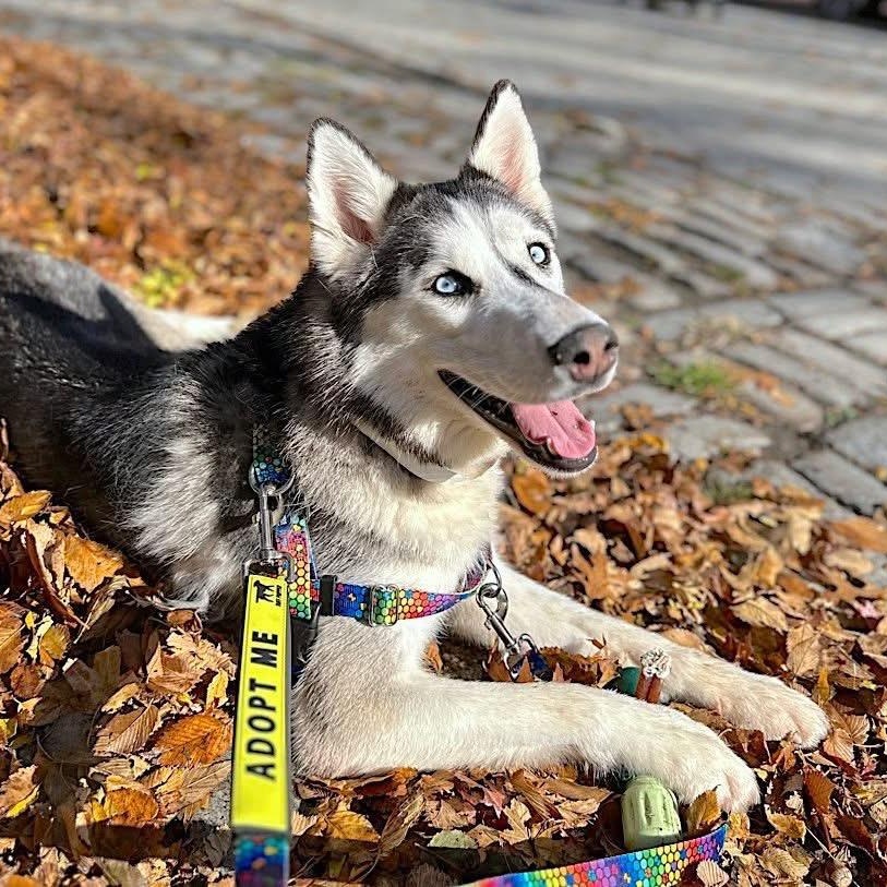 Enlarge Omaha, a Adoptable Siberian Husky in Shrewsbury , NJ image 2/6