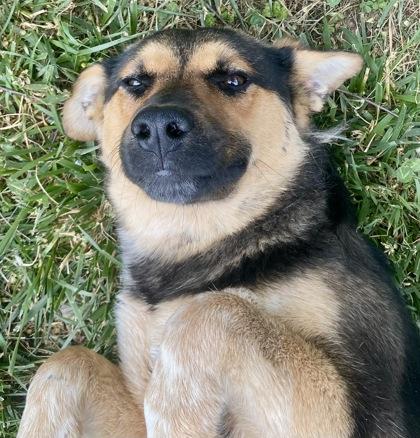 Enlarge Nappa, a ADOPTABLE German Shepherd Dog in Glasgow, KY image 1/2
