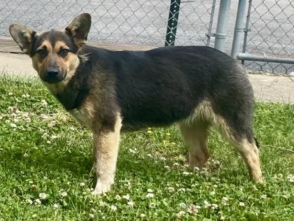 Enlarge Nappa, a ADOPTABLE German Shepherd Dog in Glasgow, KY image 2/2