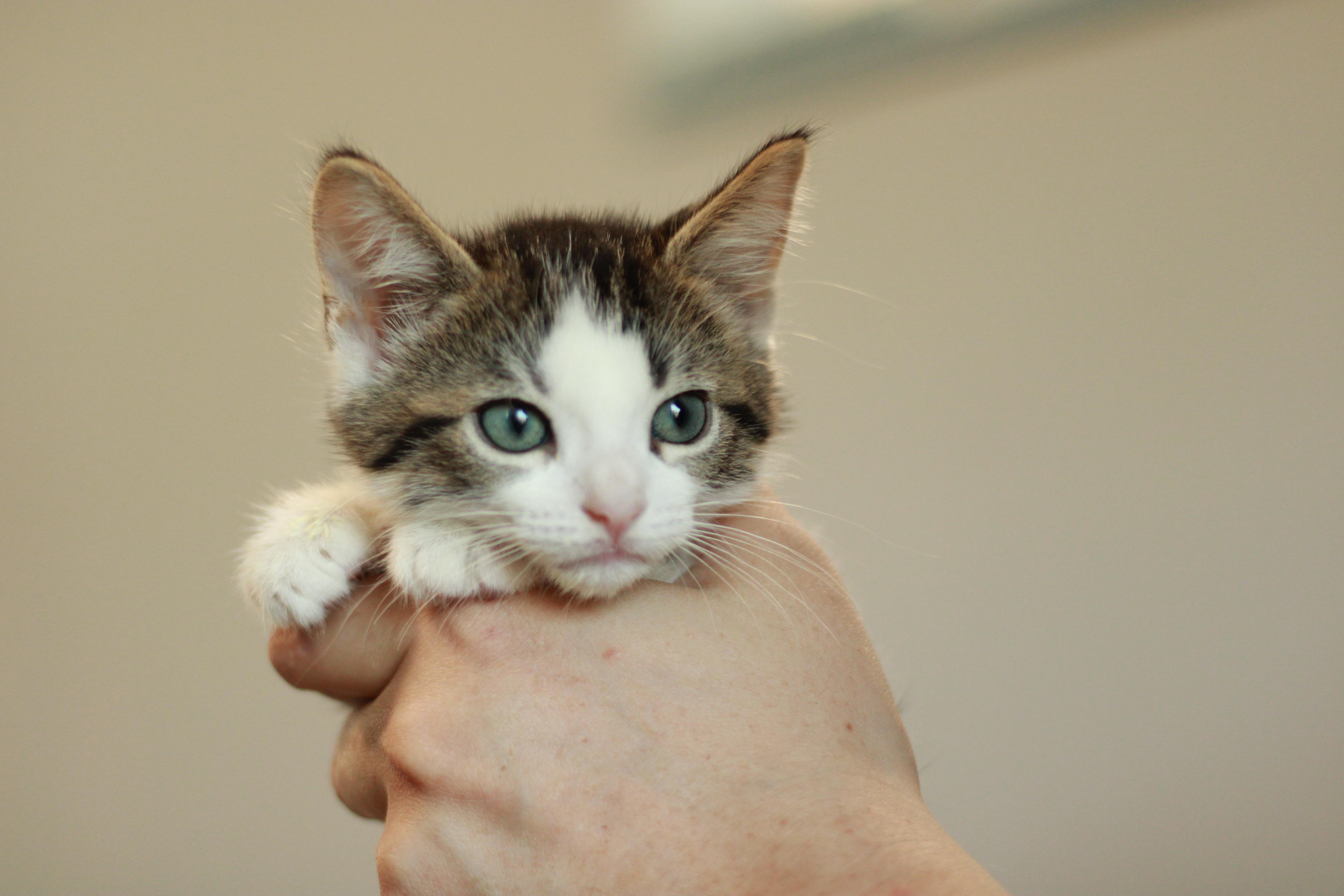 Alonso, a Adoptable Domestic Medium Hair in Richmond, KY image 1/6