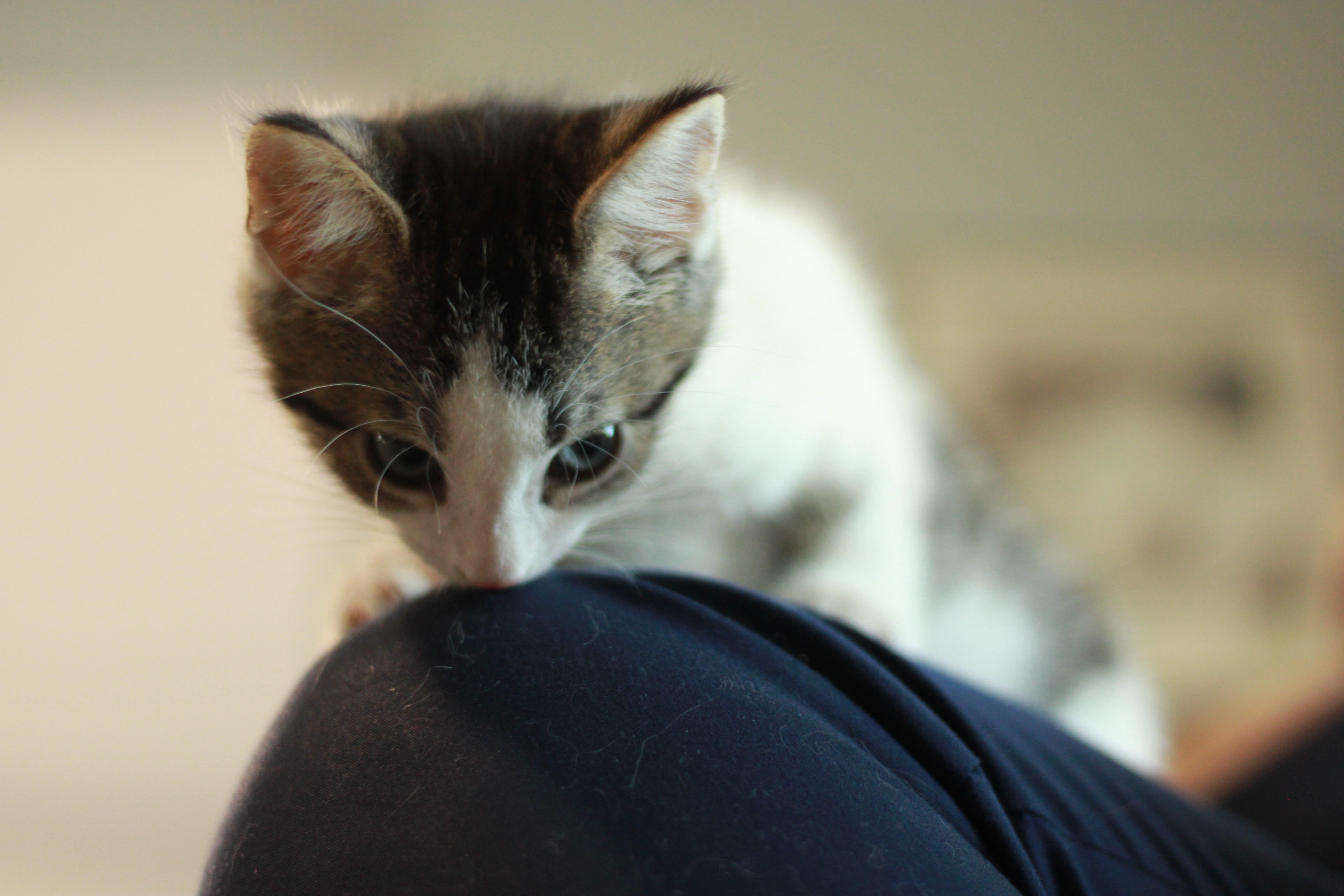 Alonso, a Adoptable Domestic Medium Hair in Richmond, KY image 2/6