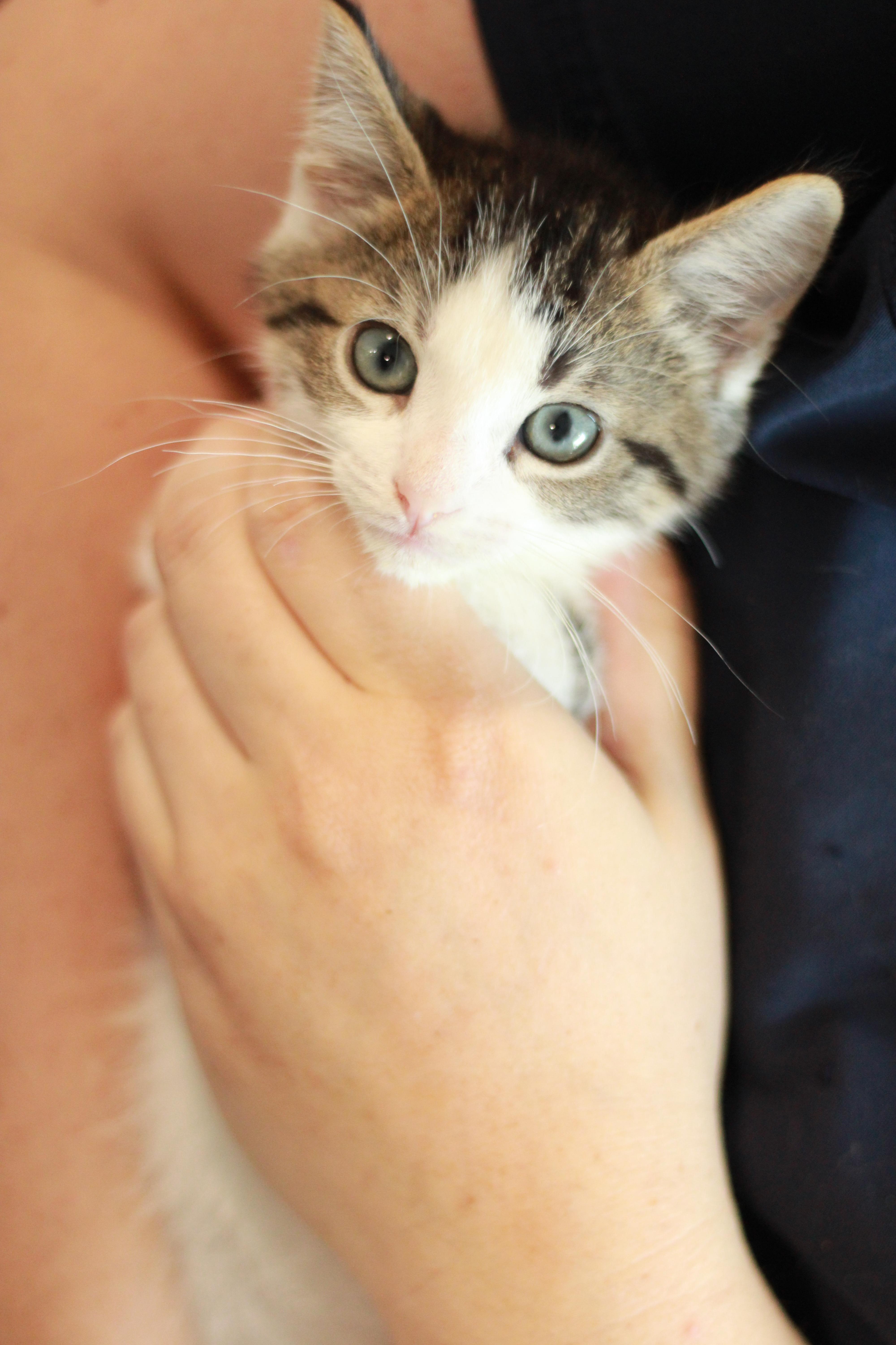 Alonso, a Adoptable Domestic Medium Hair in Richmond, KY image 3/6