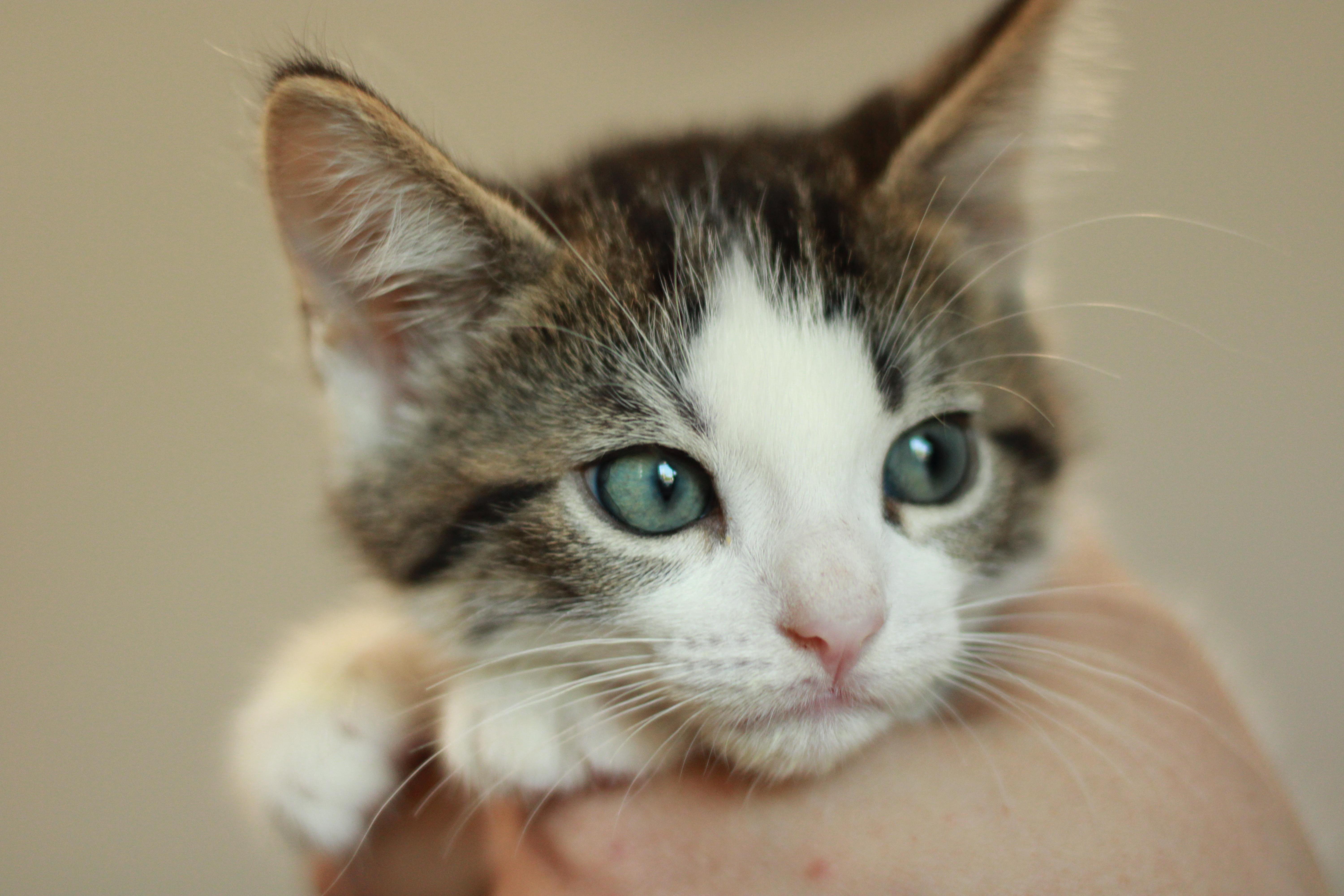 Alonso, a Adoptable Domestic Medium Hair in Richmond, KY image 4/6