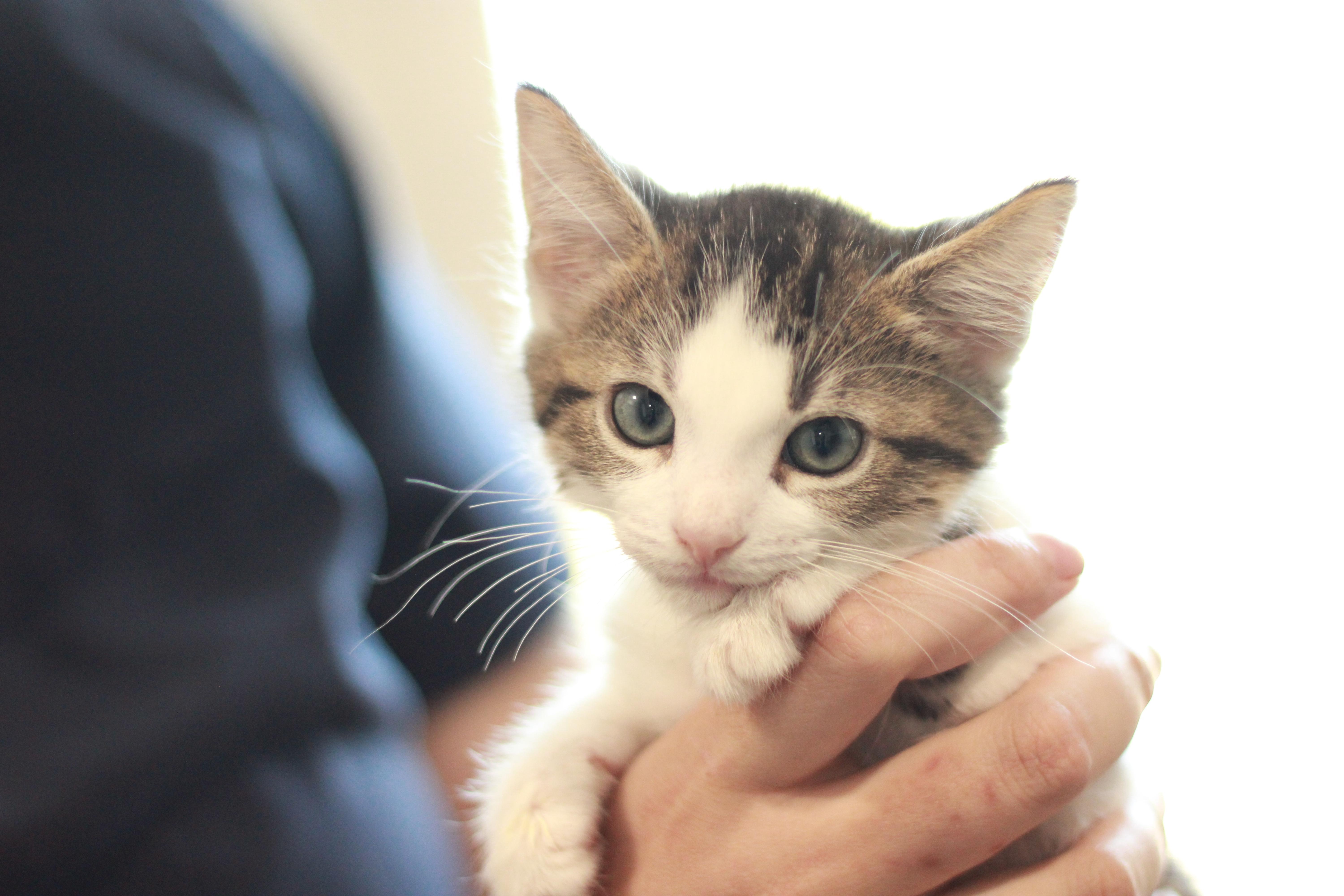 Alonso, a Adoptable Domestic Medium Hair in Richmond, KY image 5/6