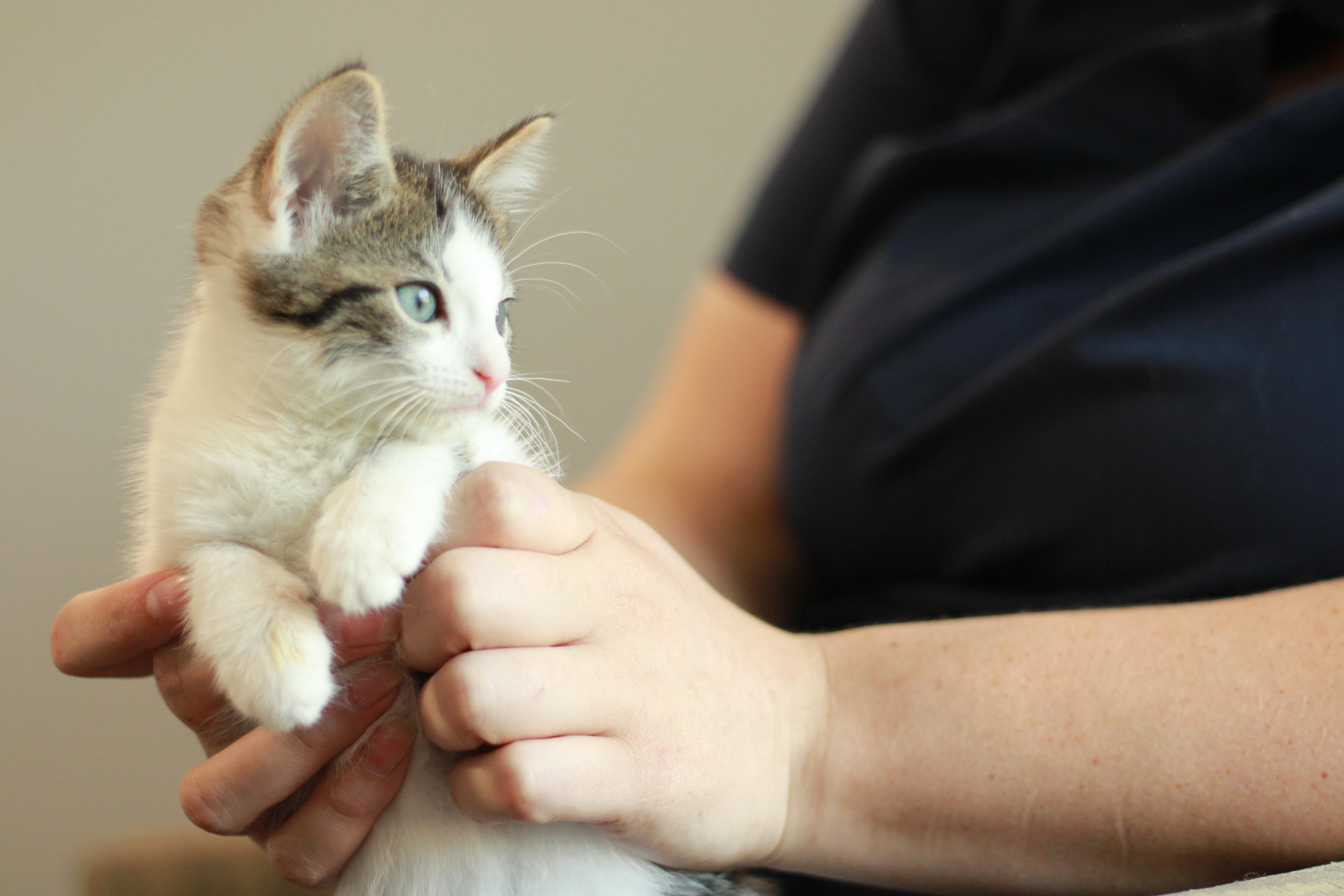 Alonso, a Adoptable Domestic Medium Hair in Richmond, KY image 6/6