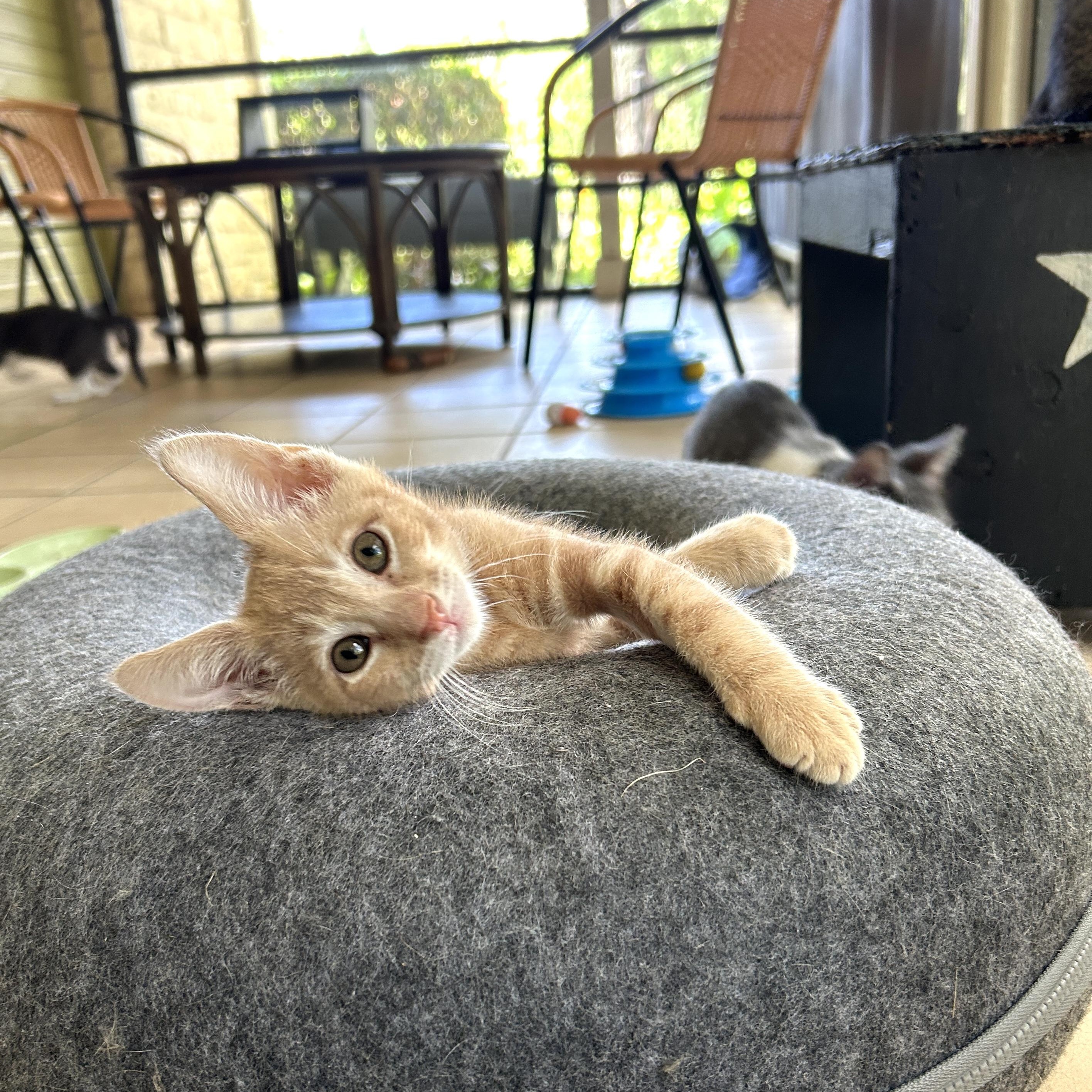 Cheese, an adoptable Tabby in Marble Falls, TX, 78654 | Photo Image 1