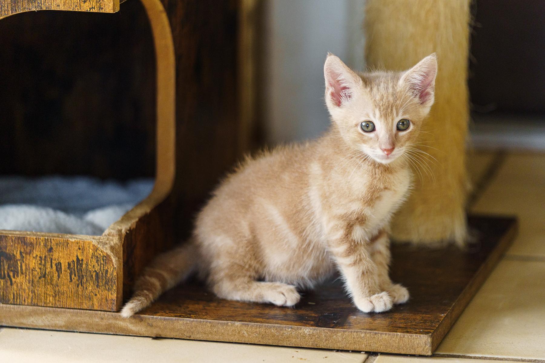 Cheese, Baby Male Tabby