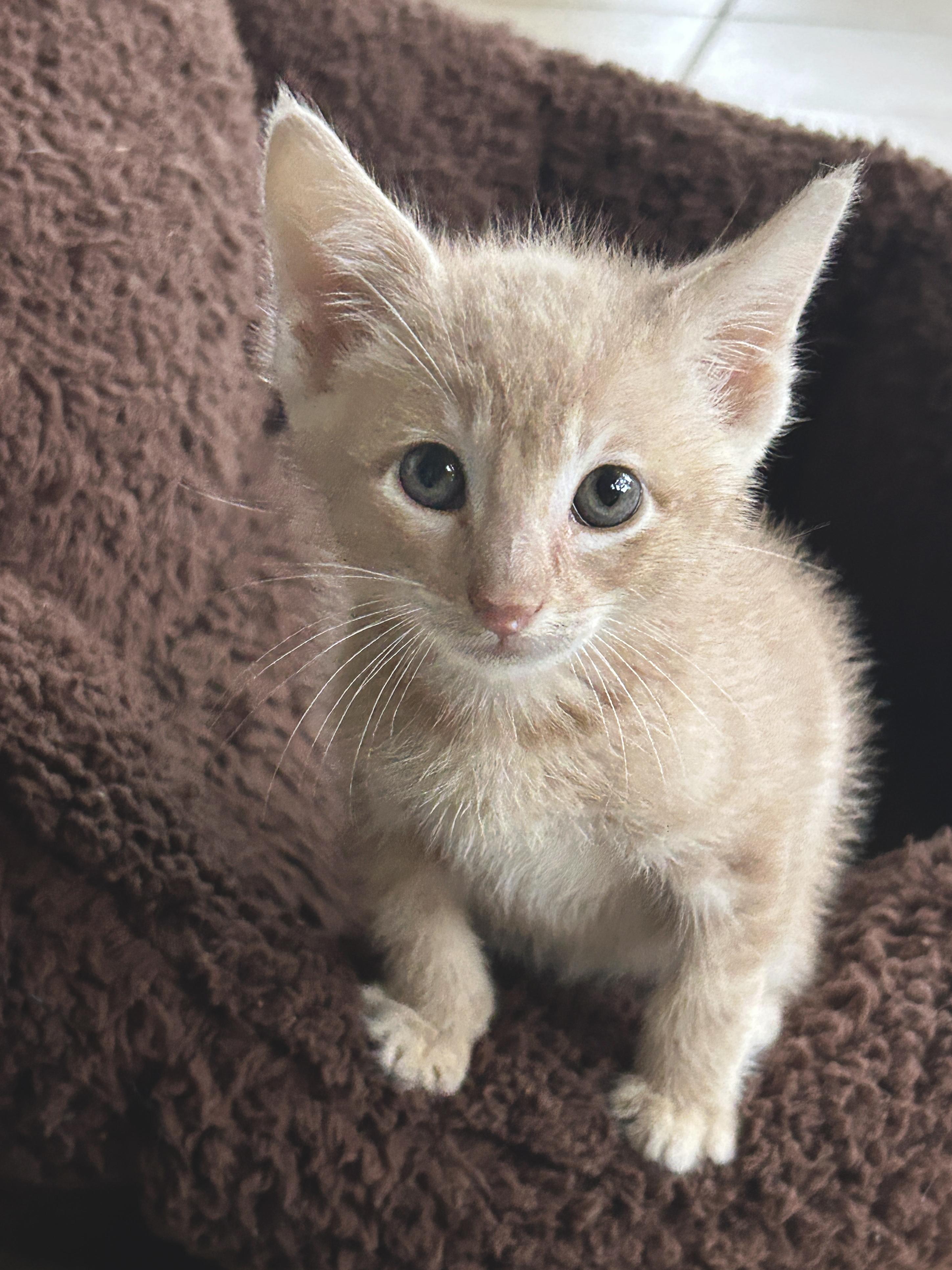 Cheese, an adoptable Tabby in Marble Falls, TX, 78654 | Photo Image 5
